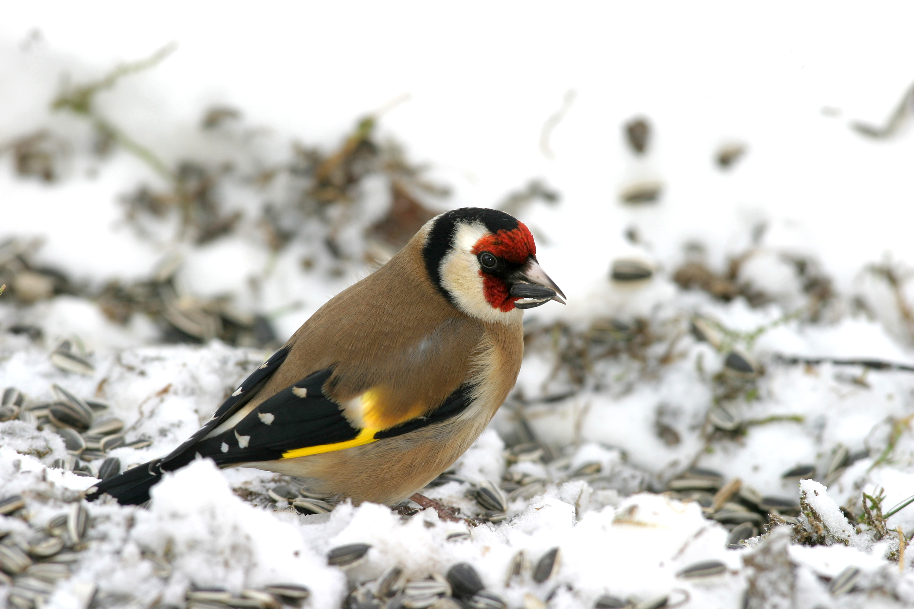 Wintervogelzählaktion am letzten Januarwochenende - natur&ëmwelt
