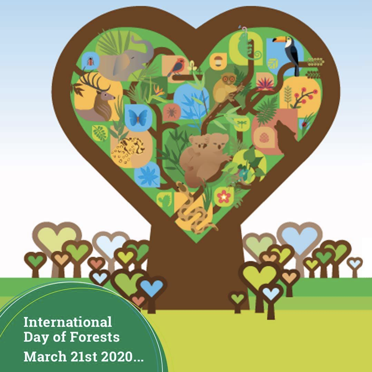 Internationaler Tag des Waldes 21.03 - natur&ëmwelt