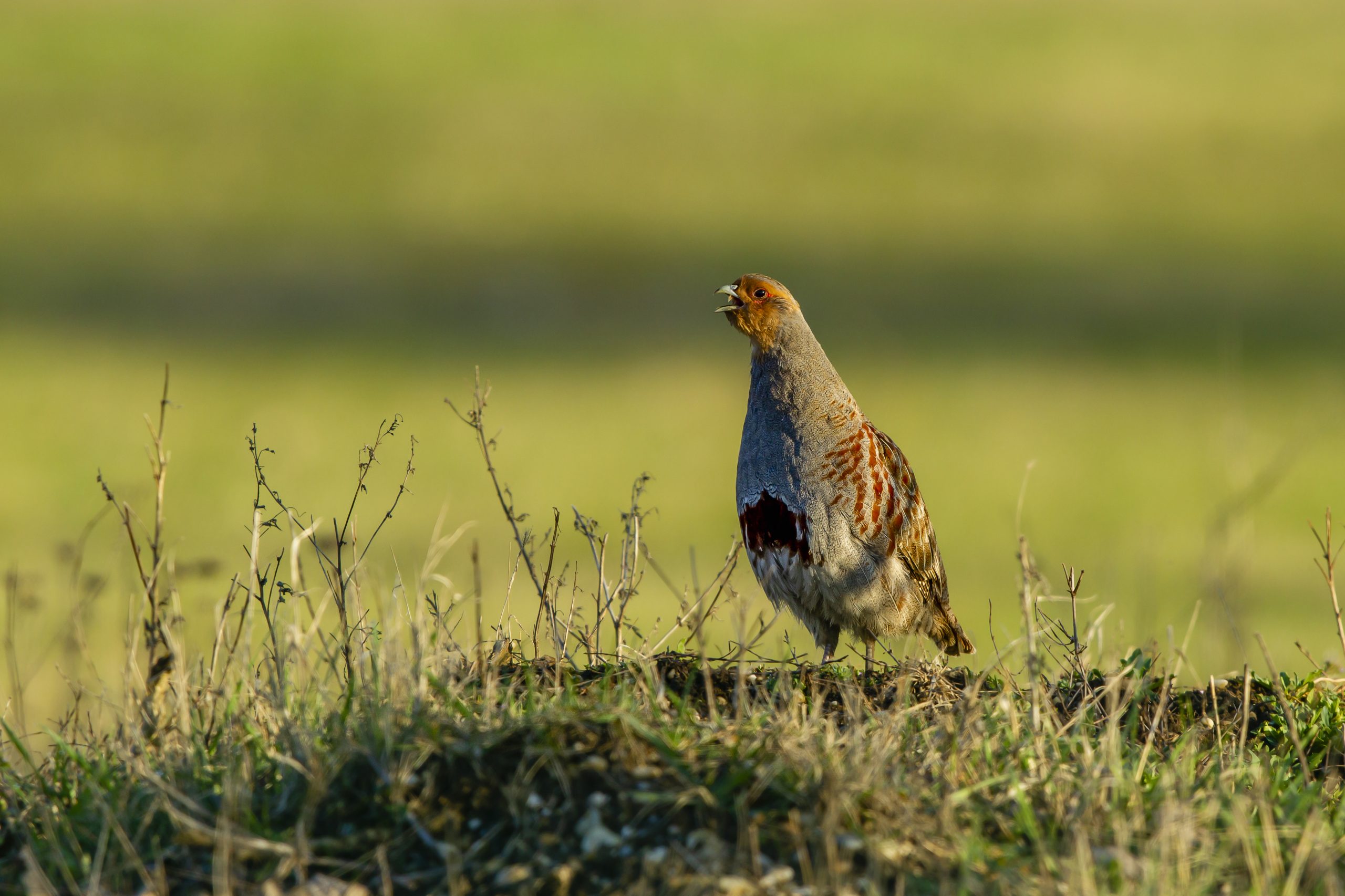 Das Rebhuhn ist Vogel des Jahres 2021 natur&amp;ëmwelt